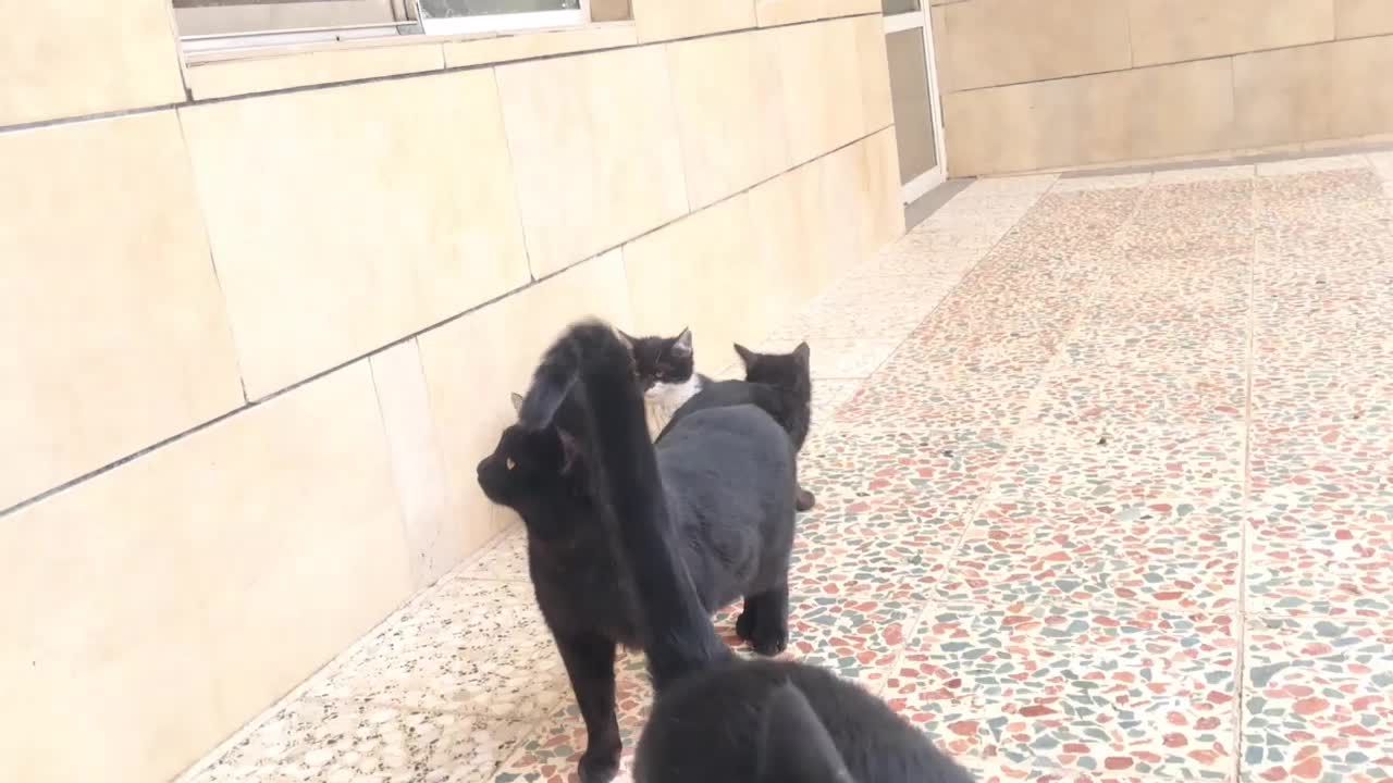 واگذاری گربه ای بالغ به همراه هفت بچه|گربه|شهرکرد, |دیوار