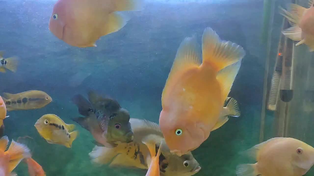 ماهی|ماهی|مشهد, شهید معقول|دیوار