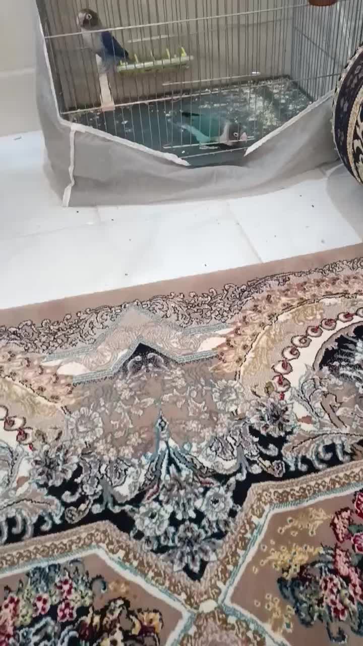 فروش طوطی برزیلی|پرنده|میبد, |دیوار