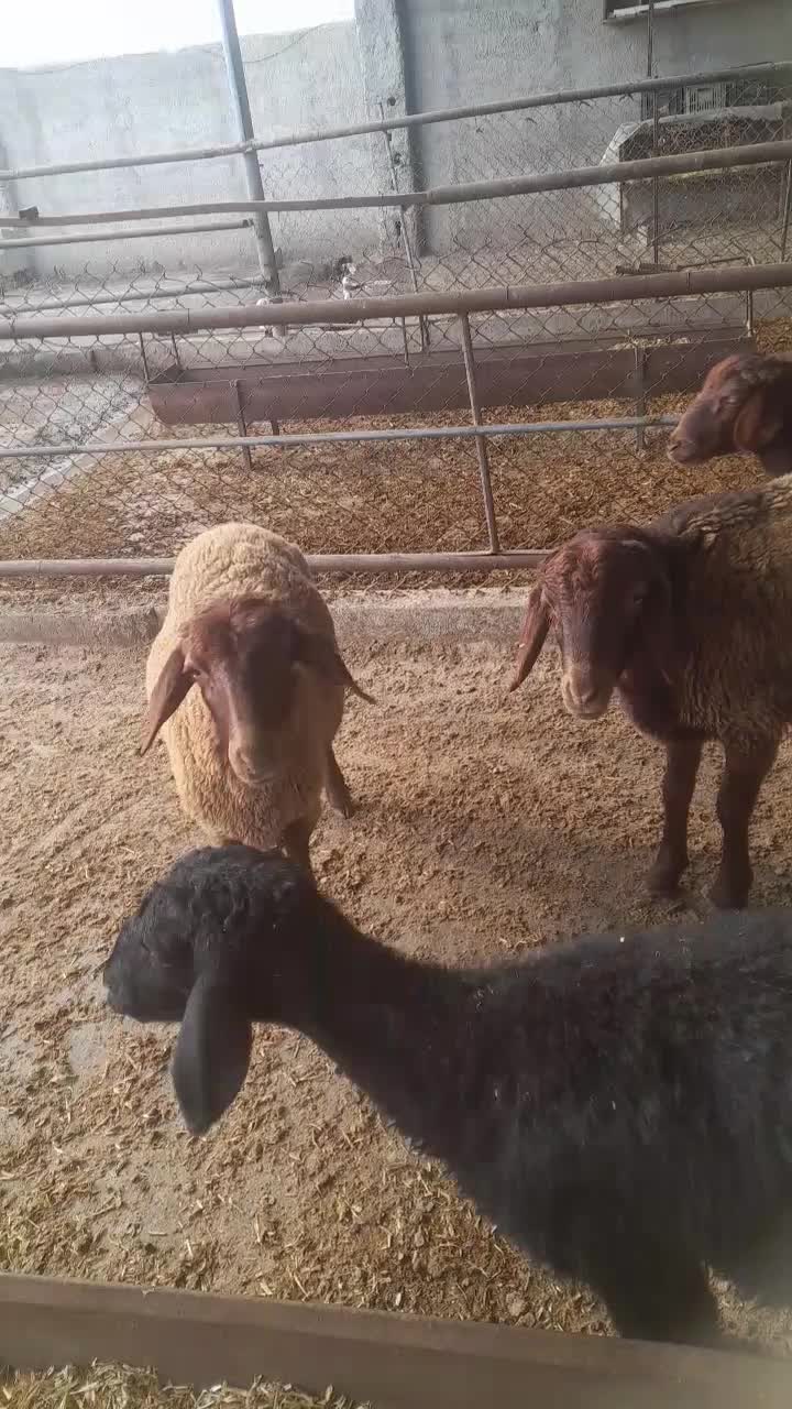 بره|حیوانات مزرعه|گرگان, |دیوار