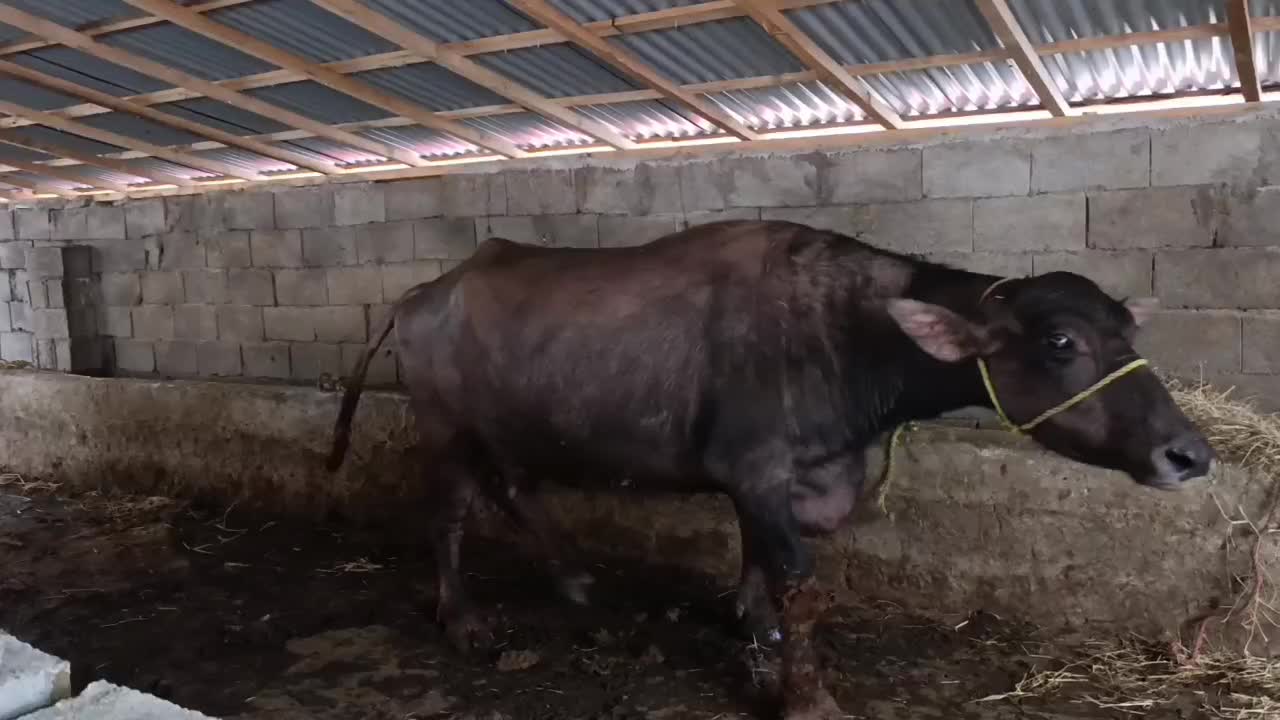 گاومیش دورگ چاق اماده کشتار|حیوانات مزرعه|رضوانشهر, |دیوار