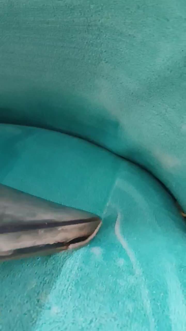 خدمات مبلشویی تک واش|خدمات نظافت|رفسنجان, |دیوار