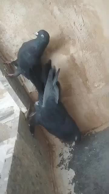 کبوتر پر|پرنده|جونقان, |دیوار