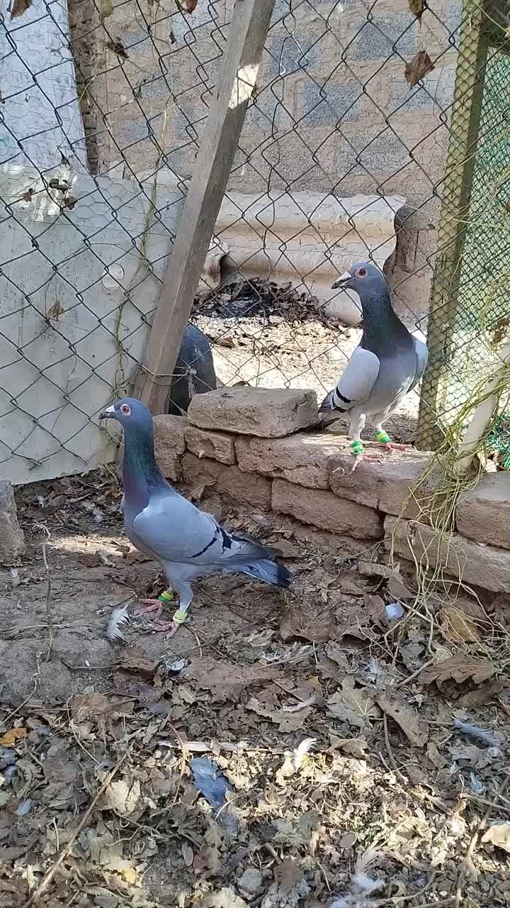 کفتر|پرنده|فریمان, |دیوار