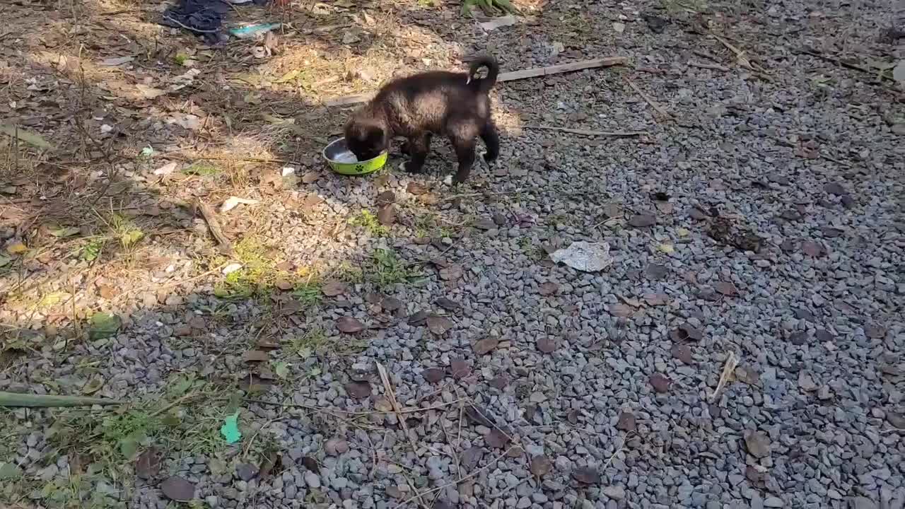 سک سامویید و واگذاری  سه توله از سامویید شیلنو|سگ|محمودآباد, |دیوار