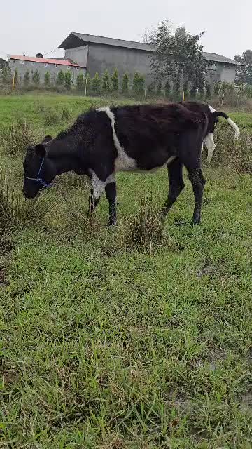 دورگ بی شاخ (لیشه)|حیوانات مزرعه|رشت, بازار|دیوار