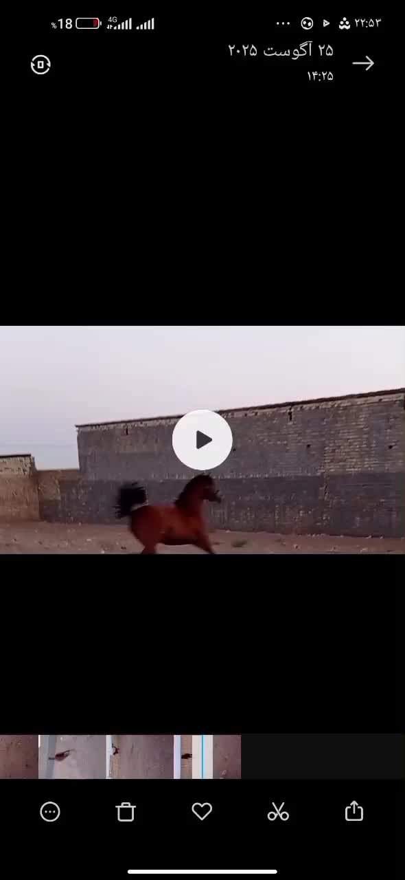 کره مادیان کرد|اسب و تجهیزات اسبسواری|اراک, |دیوار