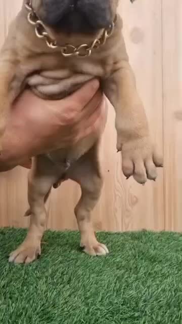 کن کورسو|سگ|تهران, قیطریه|دیوار