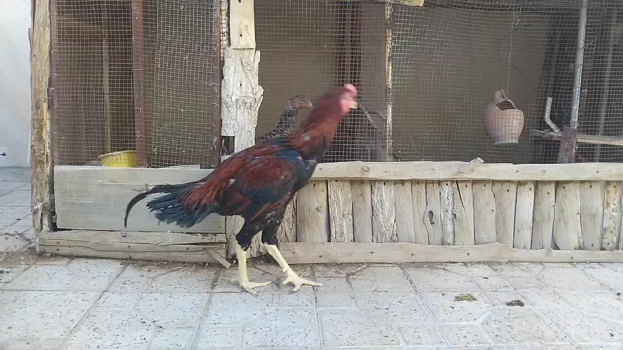 خروس لاری|حیوانات مزرعه|شیراز, محراب|دیوار