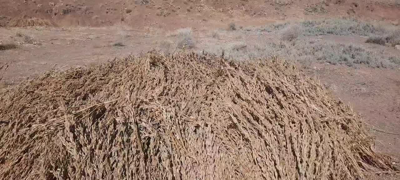 کنجد دیمه کاملا ارگانیک|عمدهفروشی|نصر آباد, |دیوار