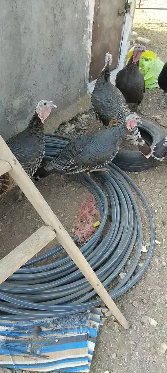 بوقلمون محلی|حیوانات مزرعه|ساوه, |دیوار