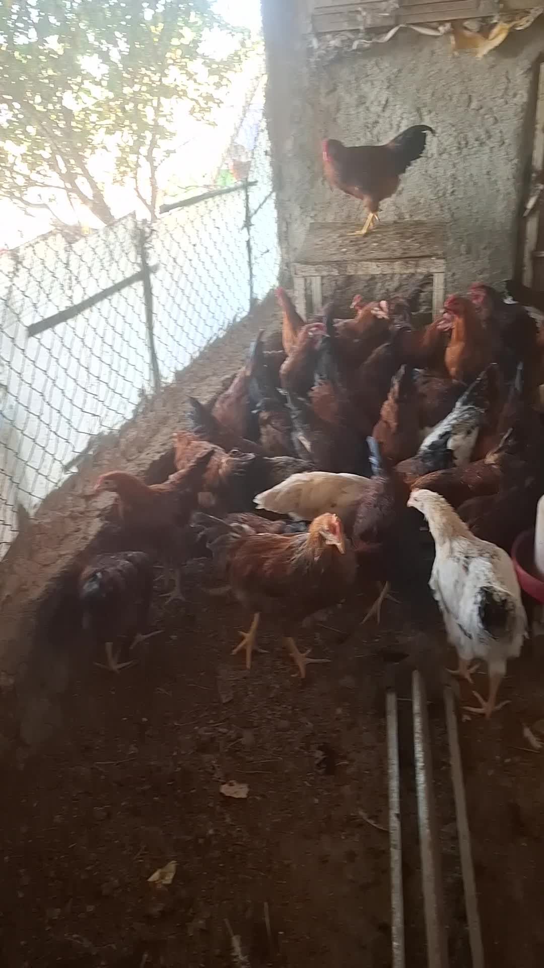 خروس بومی|حیوانات مزرعه|شاهینشهر, گرگاب|دیوار