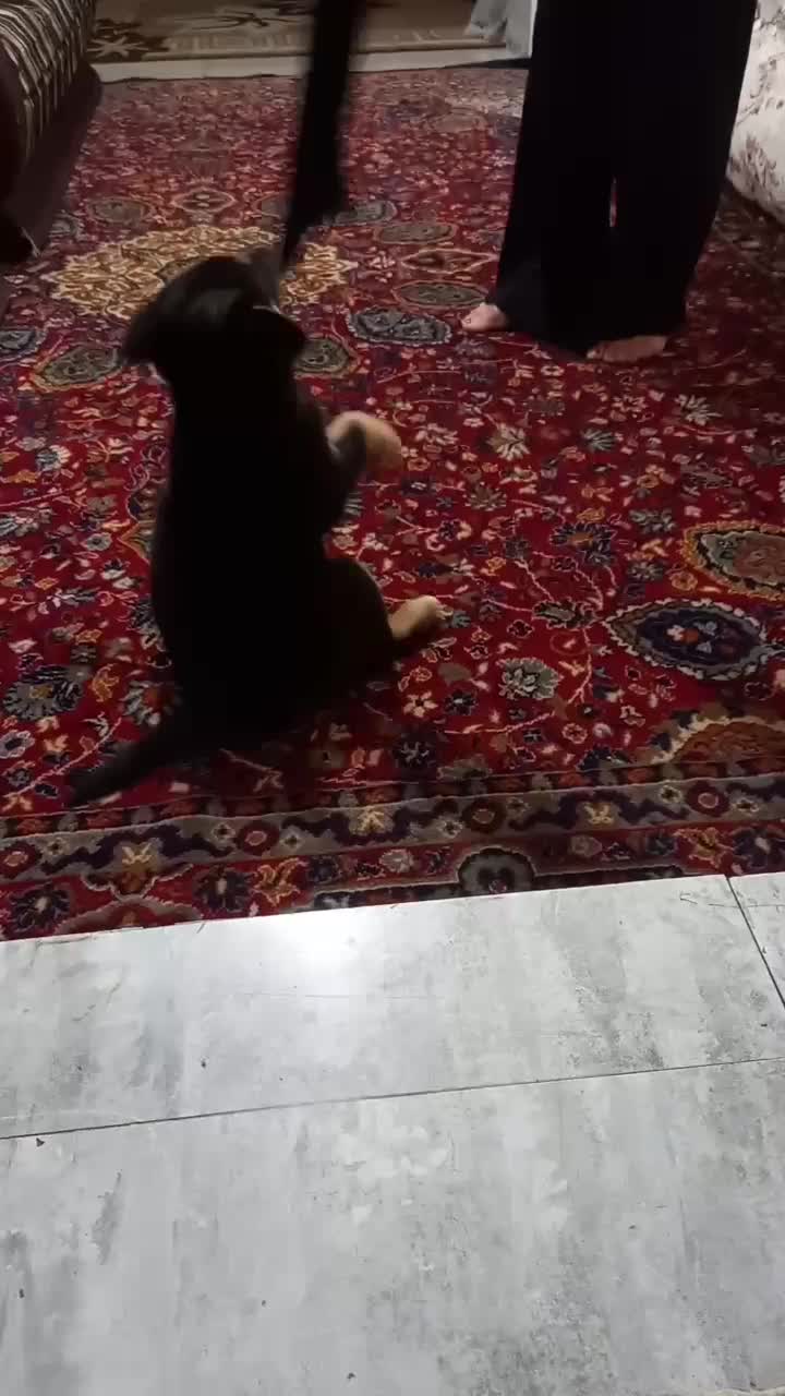 توله سگ روت وایلر|سگ|کرمانشاه, |دیوار