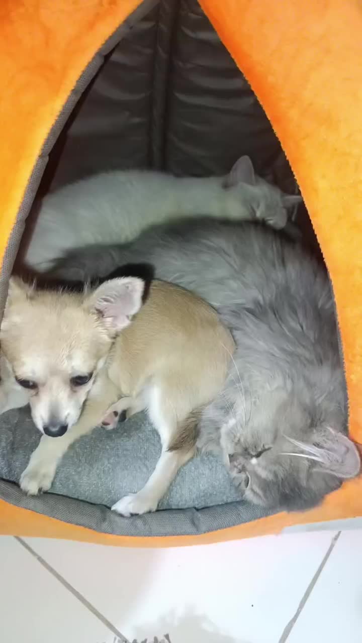 سگ شی هوا هوا ماده|سگ|کرج, اسدآباد|دیوار