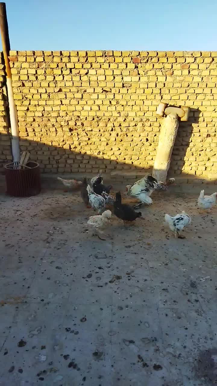 مرغ و خروس رسمی لهستانی|حیوانات مزرعه|یزد, |دیوار