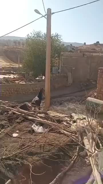 اسب|اسب و تجهیزات اسب‌سواری|شاهیوند, |دیوار