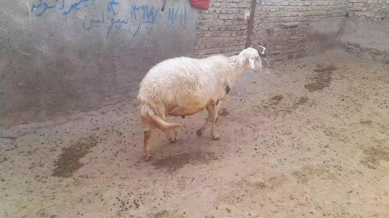 قوچ|حیوانات مزرعه|بروجرد, |دیوار