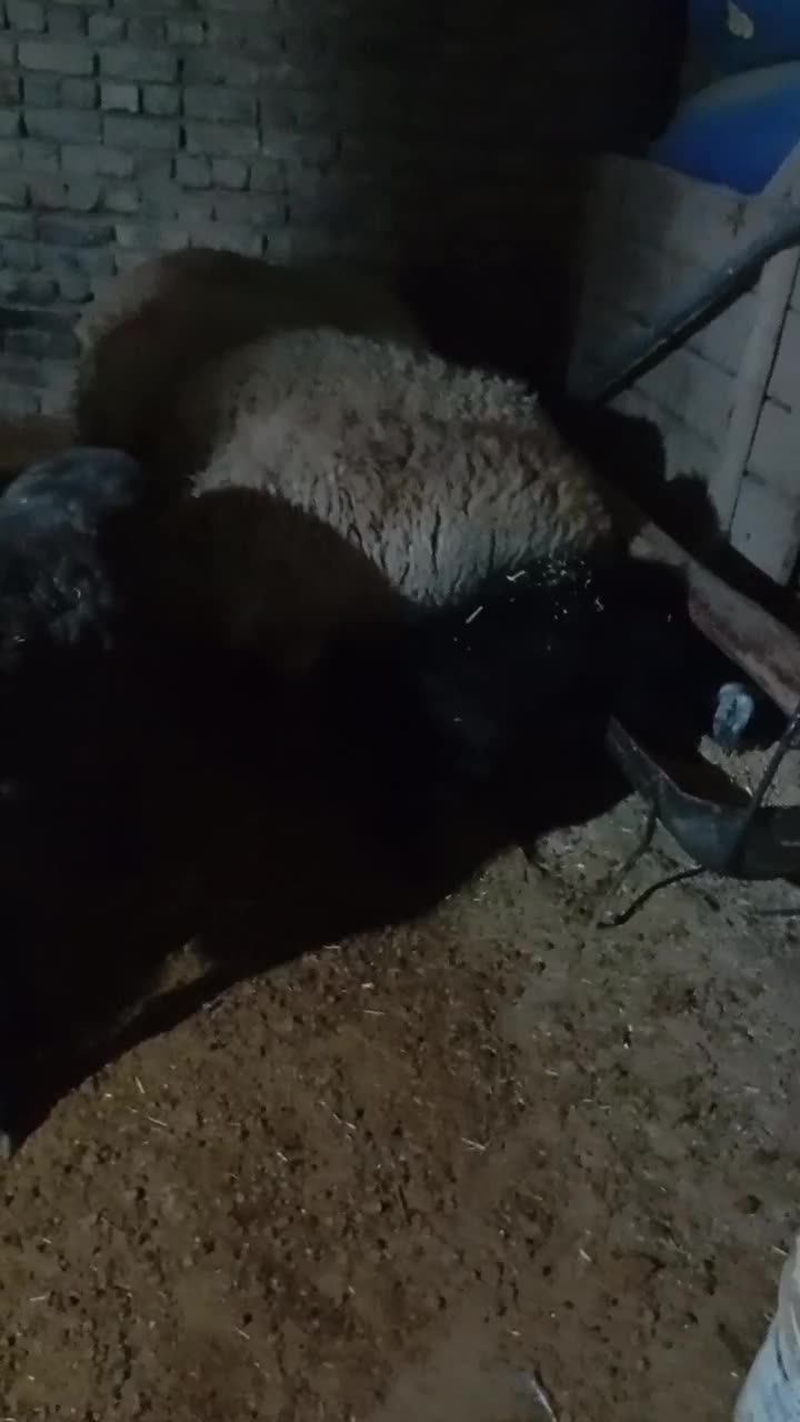 تعداد22راس میش جوان و ابستن|حیوانات مزرعه|خمین, |دیوار