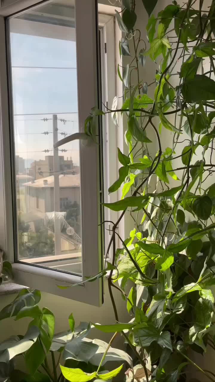 همکاری|استخدام درمانی، زیبایی، بهداشتی|گنبد کاووس, |دیوار