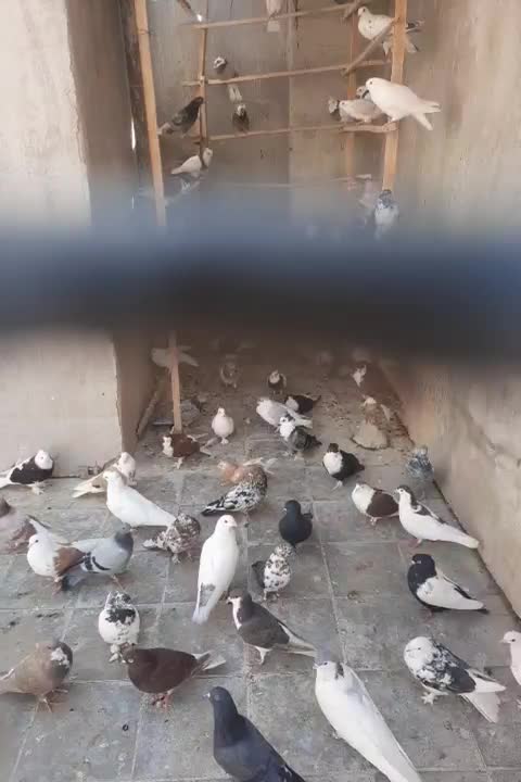 کبوتر|پرنده|قم, عمار یاسر|دیوار