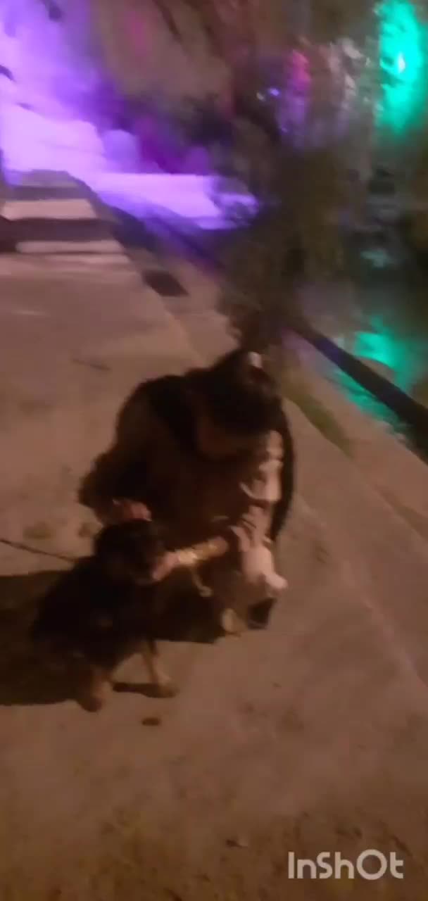 سگ فروشی قیمت ۲ملیون|سگ|عنبرآباد, |دیوار