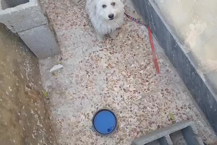 سگ معاوضه باکبوتر|سگ|ایذه, |دیوار