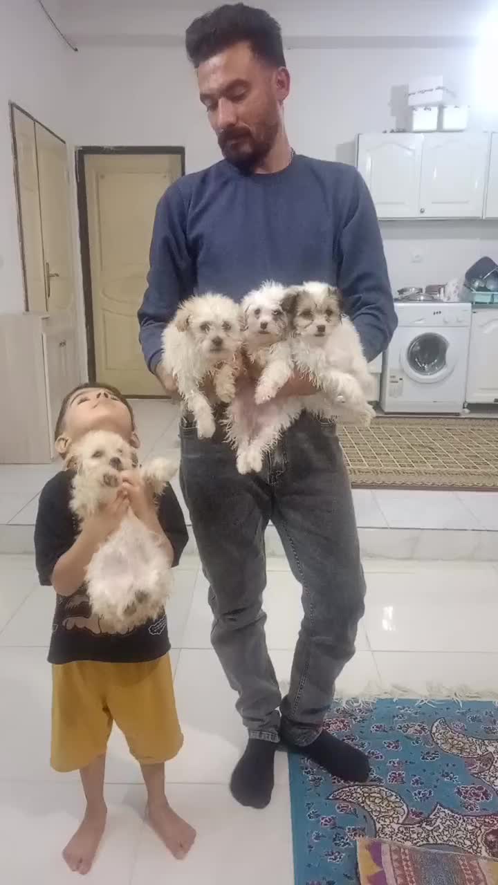 توله پاکوتاه|سگ|بجنورد, |دیوار