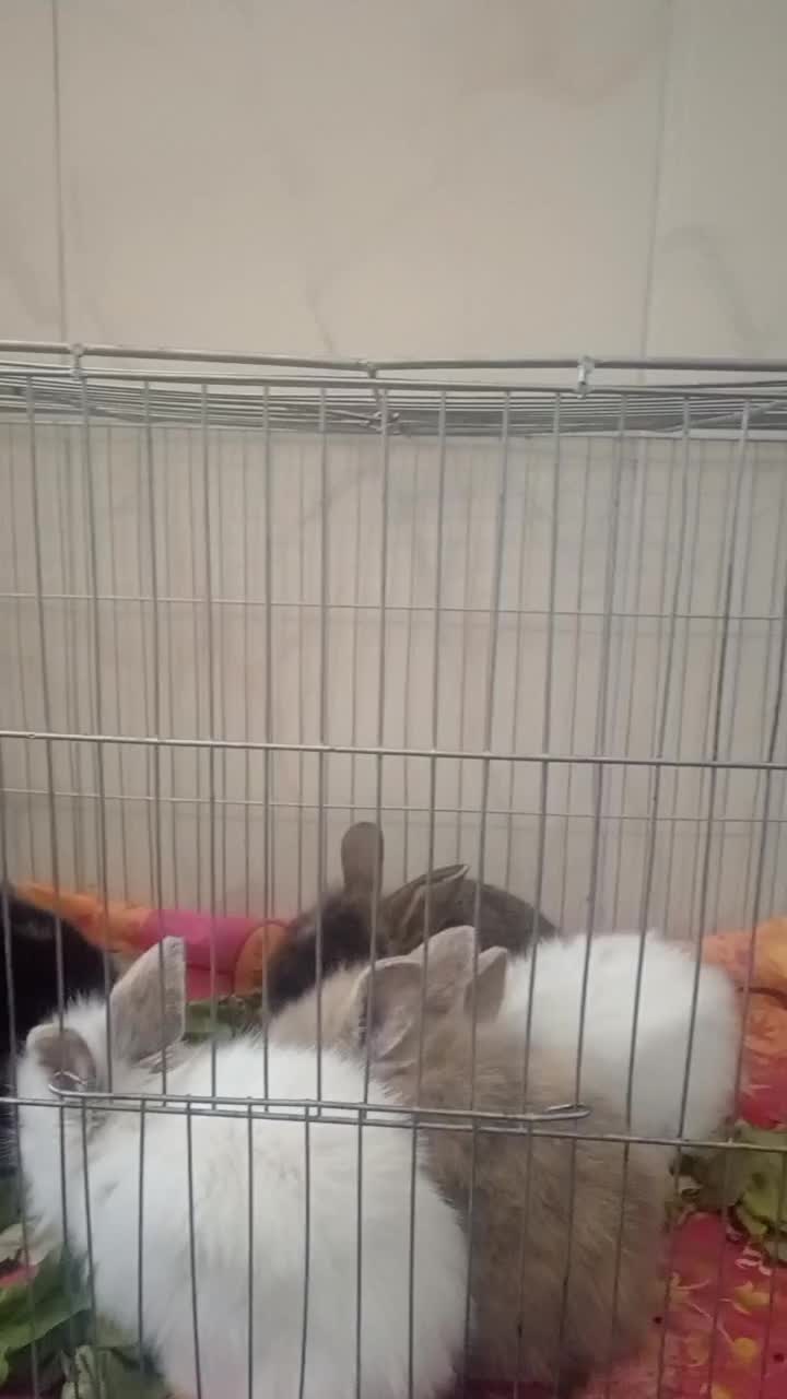 بچه خرگوش لوپ ملوس|موش و خرگوش|سبزوار, قدس|دیوار