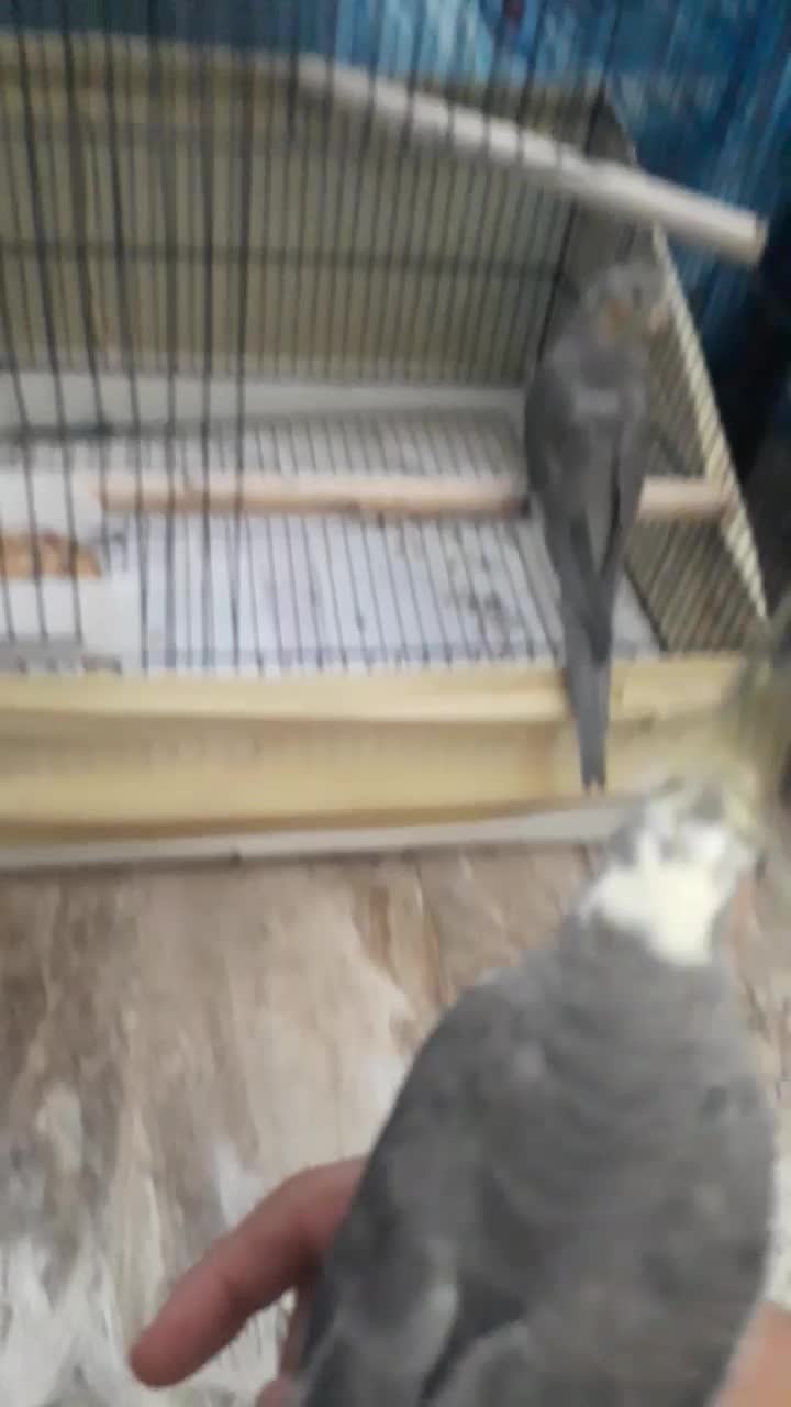 عروس هلندی|پرنده|کرج, مصباح|دیوار