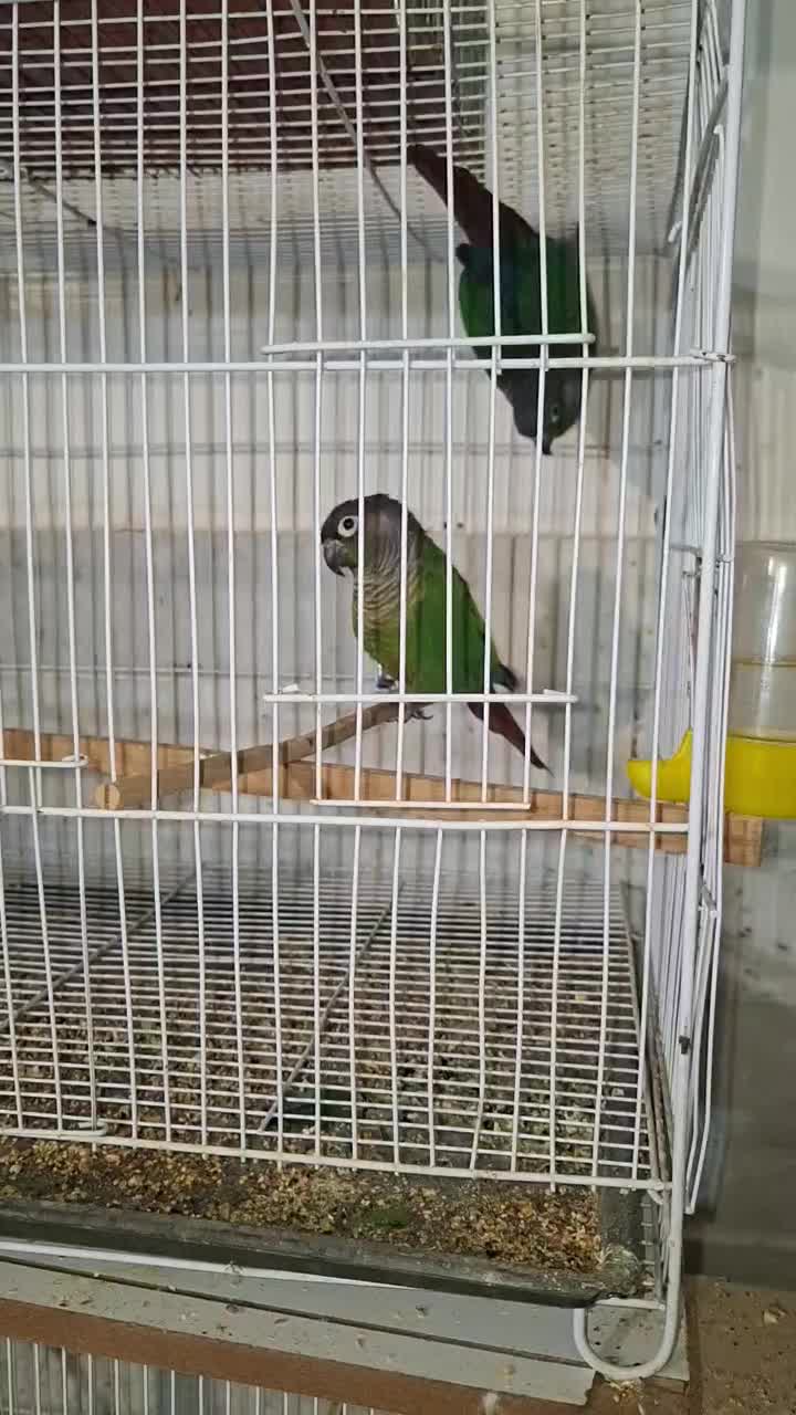 جفت مولد گرینچیک جفت قناری نرو ماده|پرنده|فردوس (خراسان), |دیوار