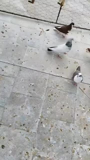 کفتر یاکبوتر|پرنده|شیراز, گل سرخ|دیوار