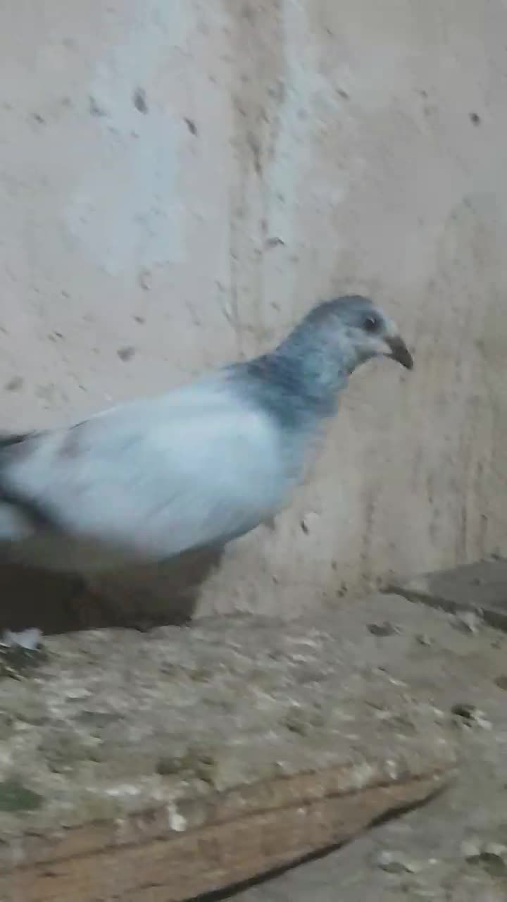 سوسکی|پرنده|گنبد کاووس, |دیوار