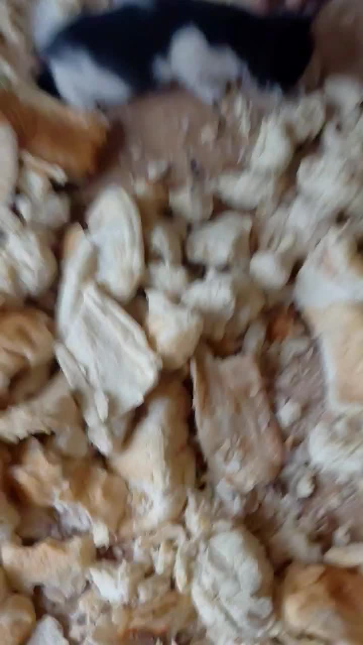 گربه|گربه|خوی, |دیوار