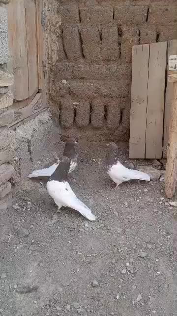 کله ای ناب|پرنده|خواجه, |دیوار