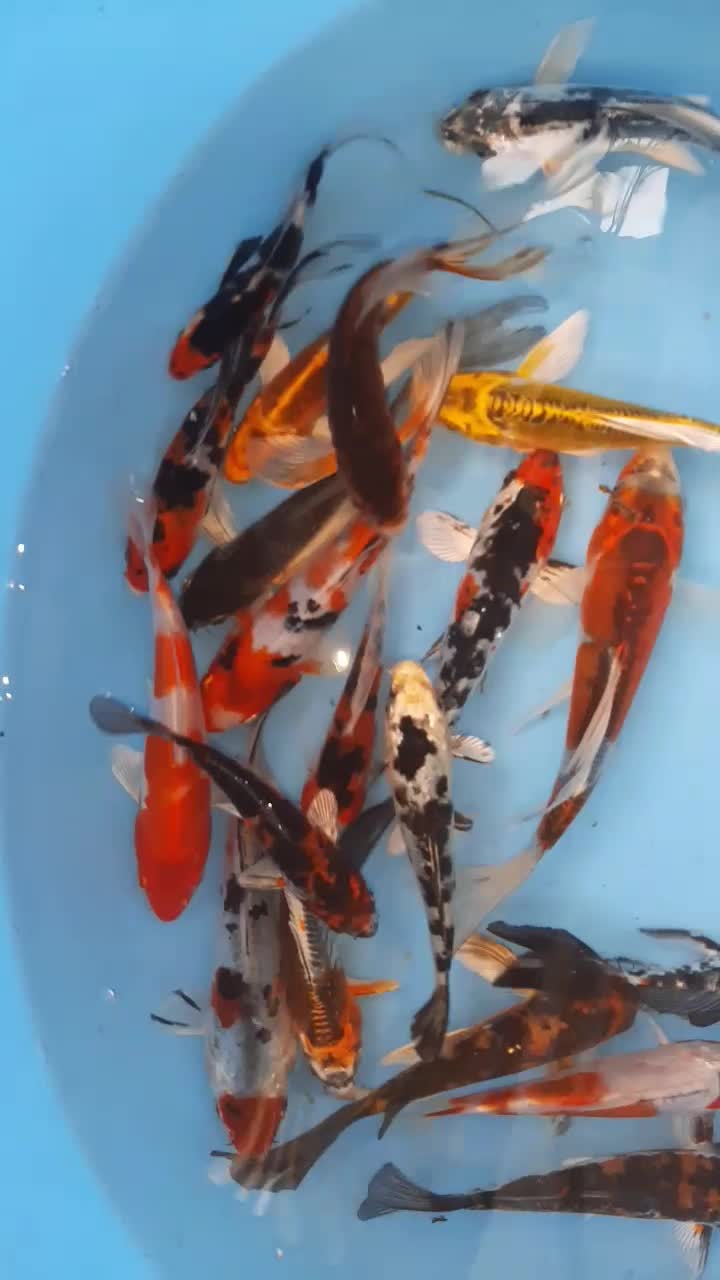 کوی زیبا نژاد|ماهی|لاهیجان, حاجی آباد|دیوار