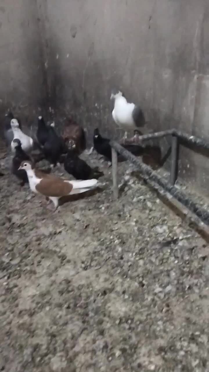 کفتر هوایی تبعیدی نروماده|پرنده|مه ولات, |دیوار