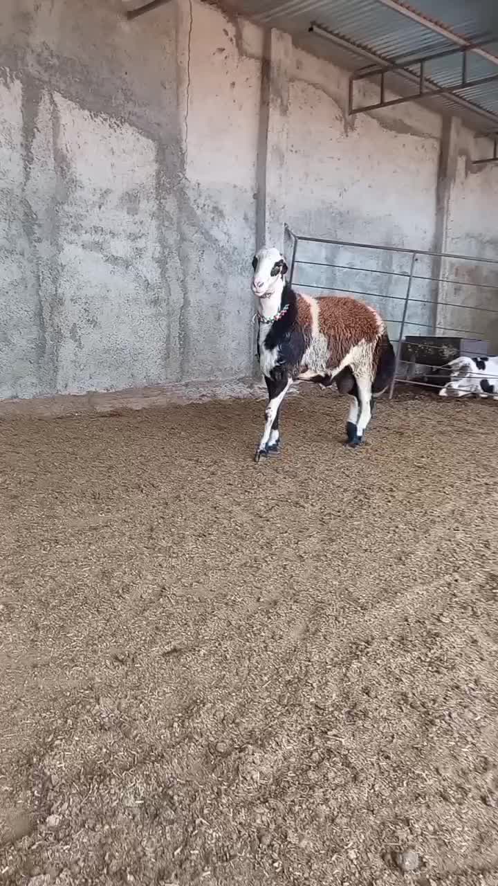 بره قوچ بروجردی|حیوانات مزرعه|سنگدوین, |دیوار