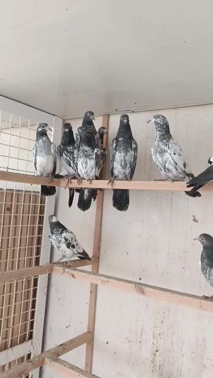 ۱۶ تا جوجه پاکستانی|پرنده|رشت, تازه آباد|دیوار