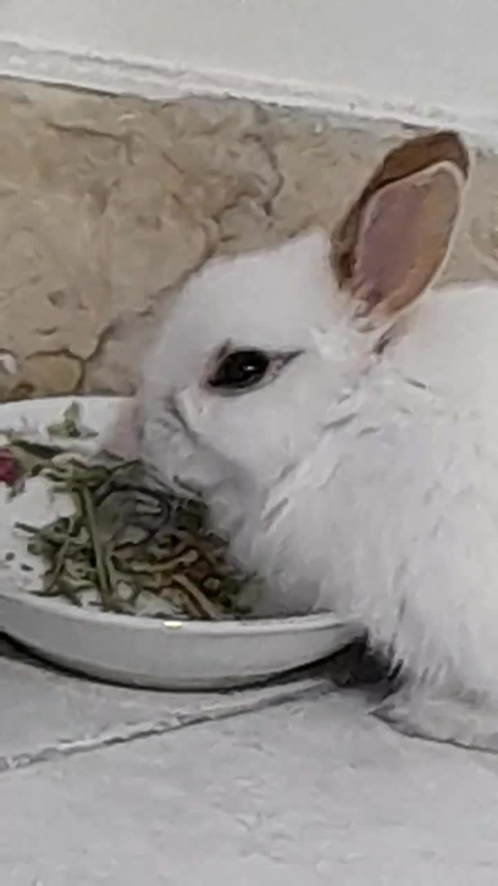 فروش خرگوش|موش و خرگوش|تهران, هاشمآباد|دیوار