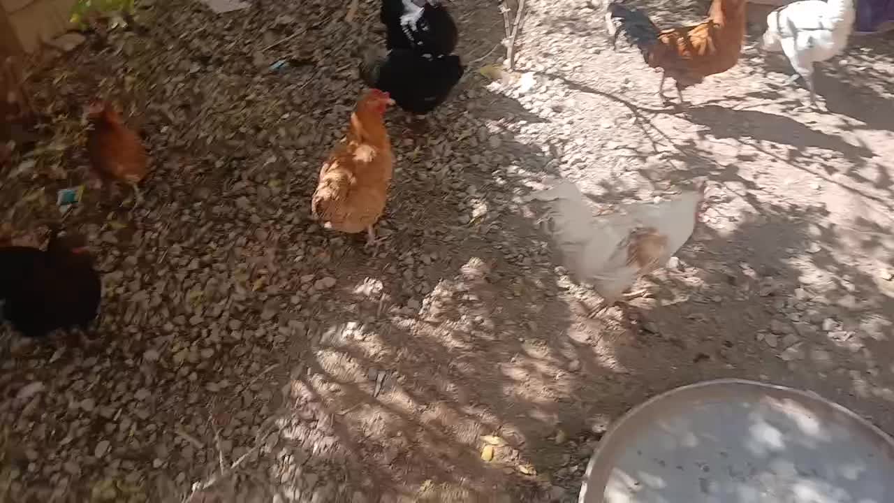 مرغ جوان توتک بومی|حیوانات مزرعه|بروجن, |دیوار