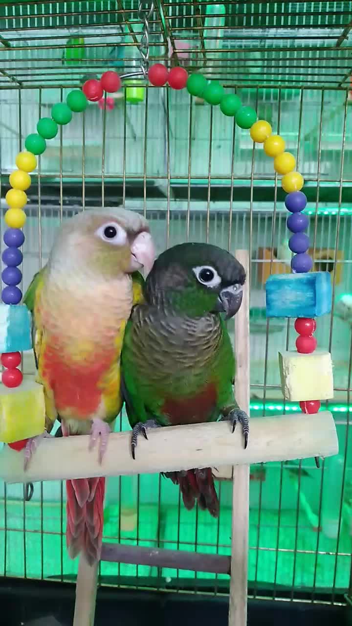 پرنده سرای پرطلا قروه درگزین|پرنده|درگزین, |دیوار