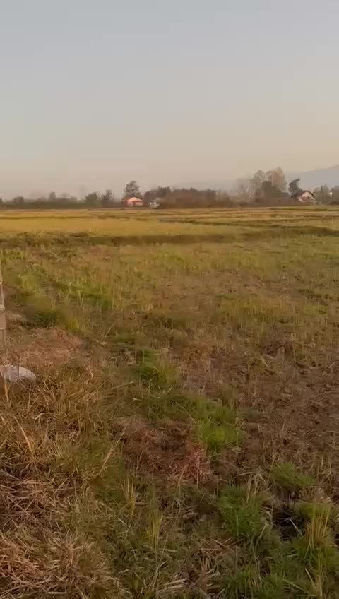 شالیزار یک هکتاری سیاهکل چسبیده به مسکونی|فروش زمین و ملک کلنگی|لاهیجان, آهندان|دیوار