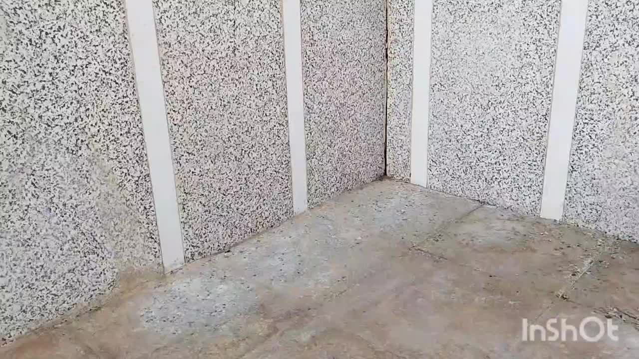 کفتر|پرنده|خواف, |دیوار