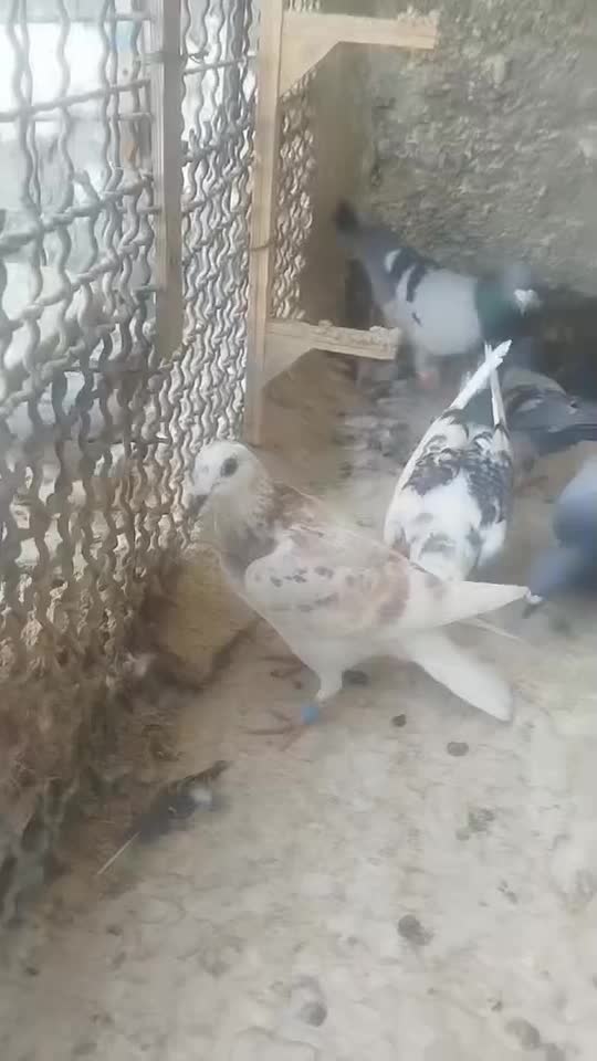 کفتر|پرنده|مشهد, انصار|دیوار