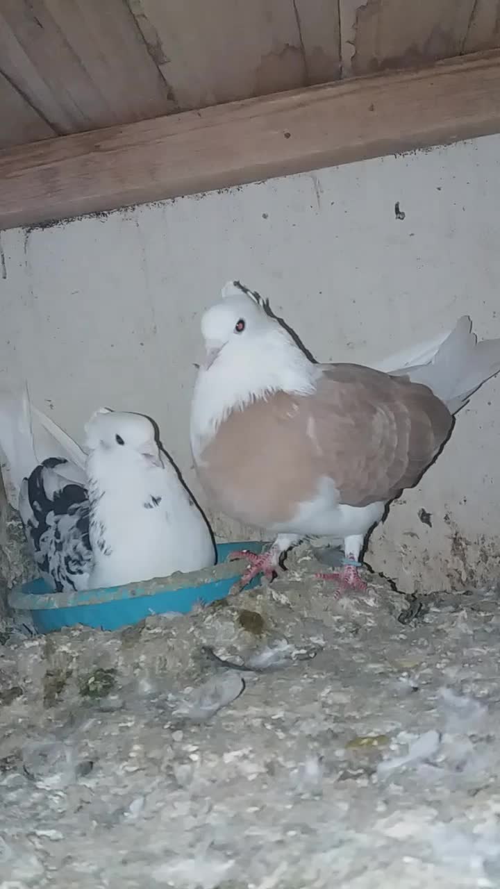 کبوتر نقش شازده|پرنده|ساوه, |دیوار