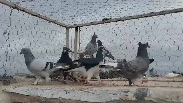 کفتر|پرنده|شیراز, شهرک مهدی‌آباد|دیوار