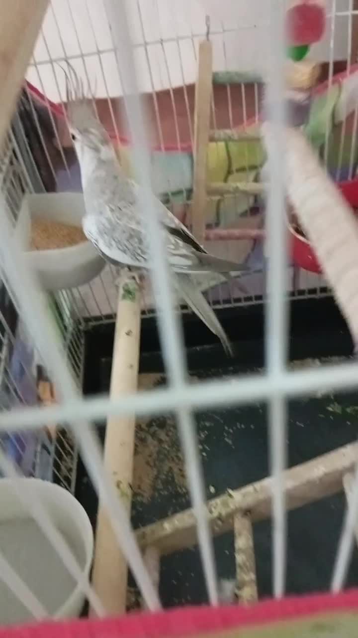 عروس هلندی|پرنده|تاکستان, |دیوار