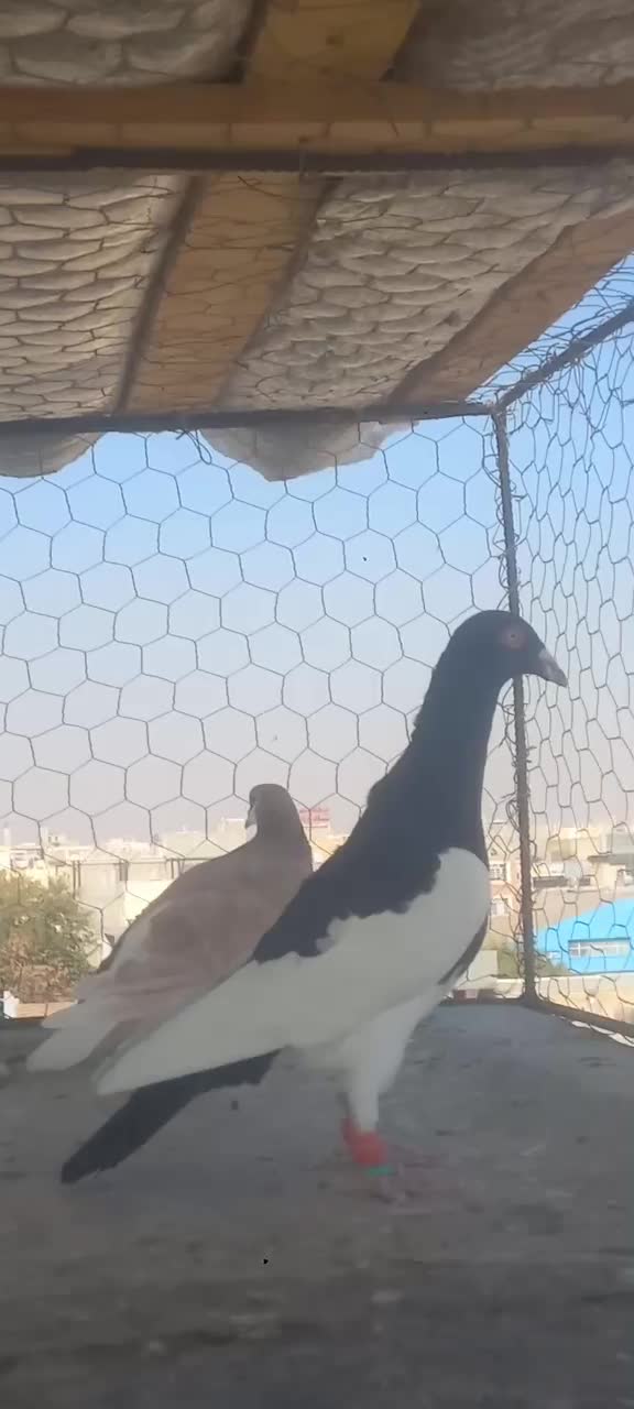 سه تا کبوتر پرشی  دونه ۵۰۰|پرنده|تاکستان, |دیوار