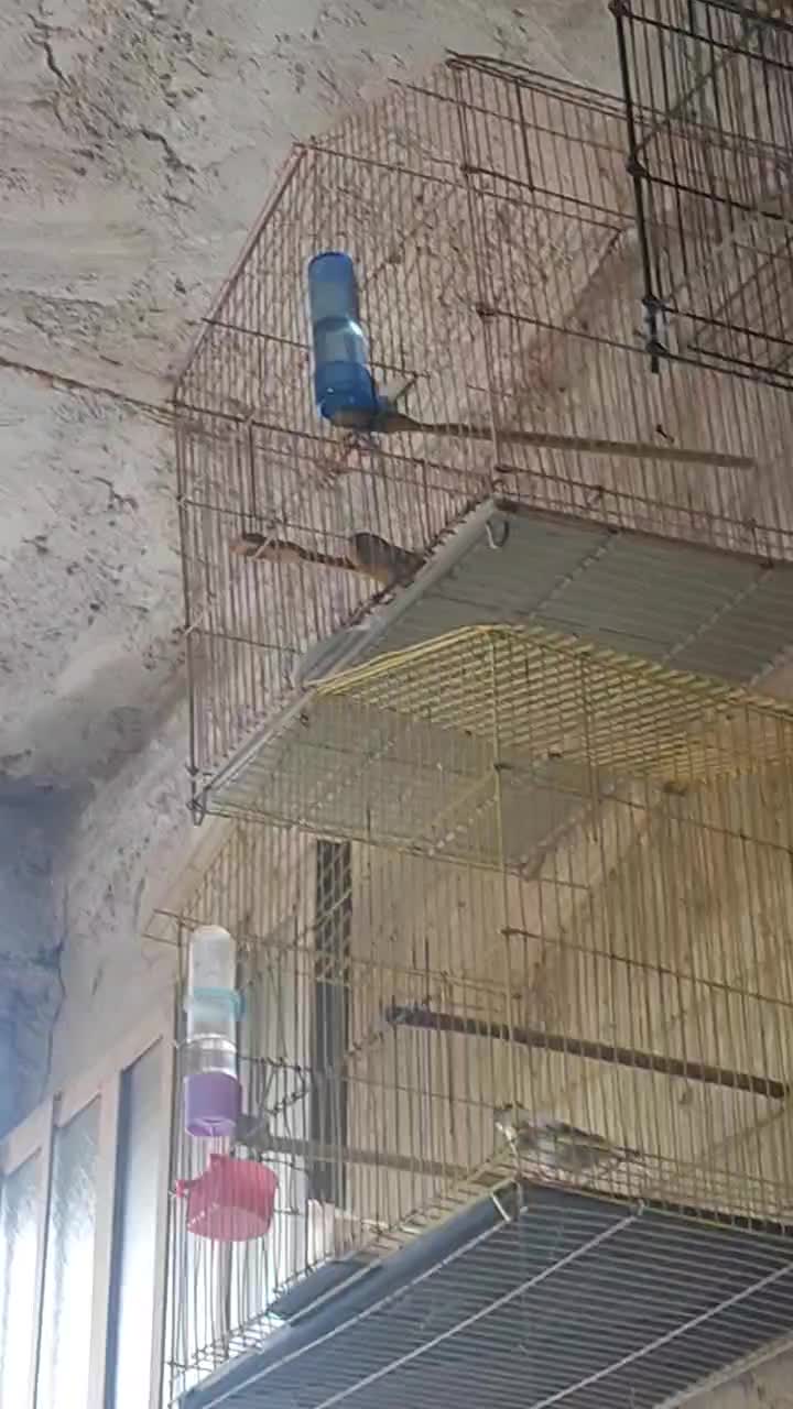 قناری مست ماده گیر|پرنده|خورموج, |دیوار