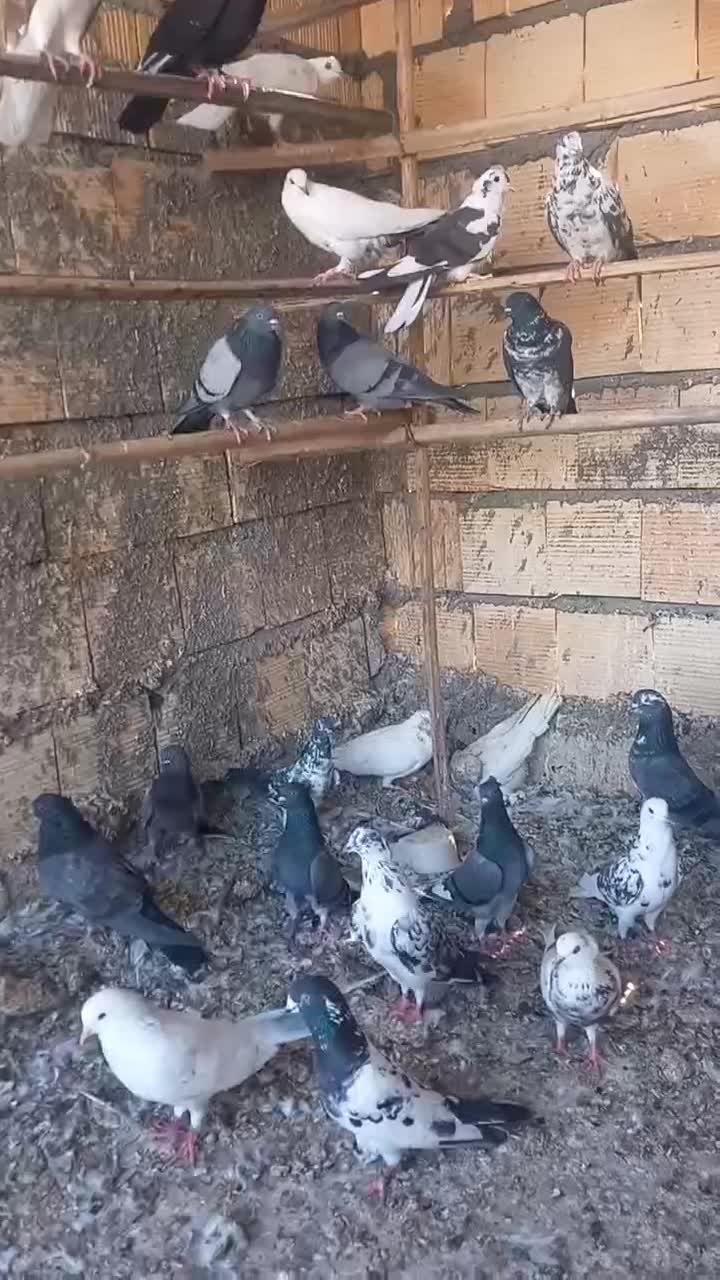 کبوتر پرشی چاهستان بارجدید|پرنده|بندرعباس, |دیوار